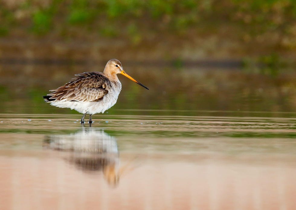 De grutto broedt graag in de Friese weidegebieden