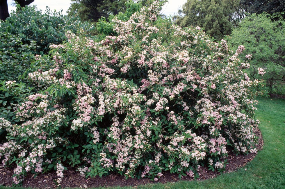 Japanese Weigela (Weigela japonica)...