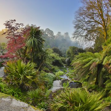 Trebah Gardens: Cornwall holidays for nature lovers