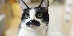 8000人以上のinstagramフォロワー数を持つ猫のモスタッチョーリちゃん。生まれつき上唇に黒い模様があるモスタッチョーリちゃんは、その見た目から世界的人気ロックバンド「クイーン」のボーカル、フレディ・マーキュリーに似ていると話題に！