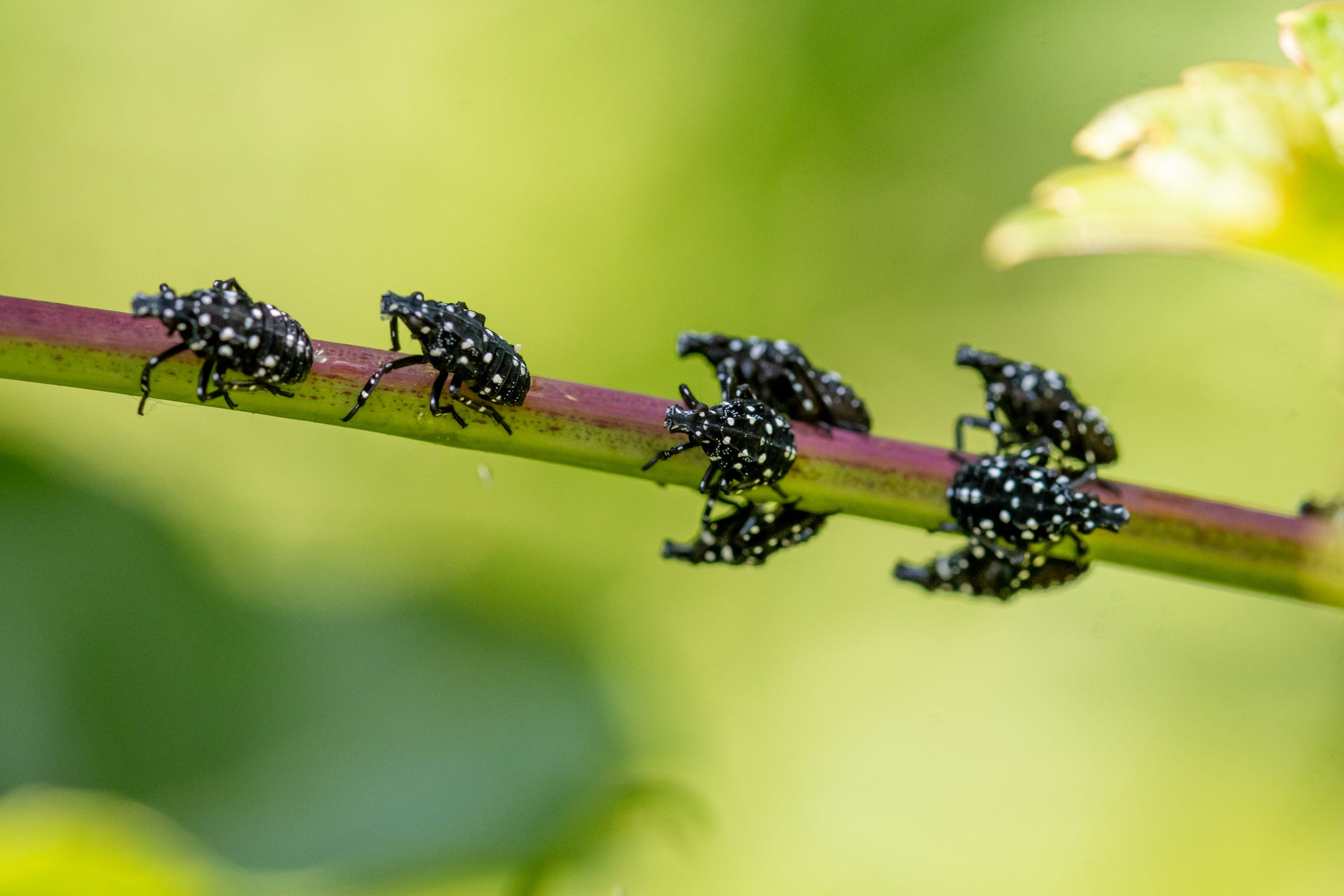 What is the Spotted Lanternfly - How to Stop Lantern Flies