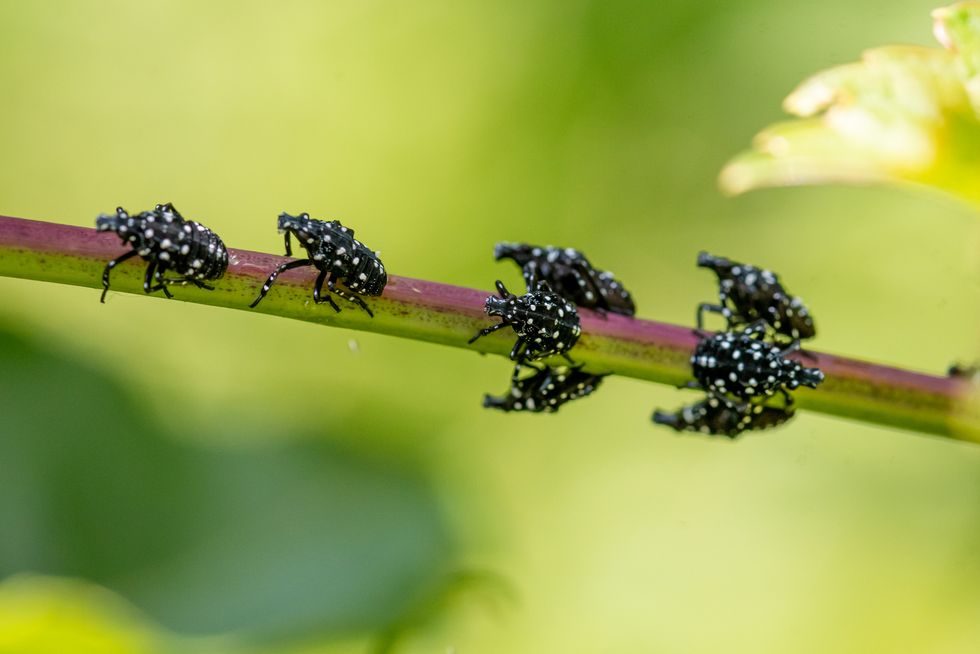 what is spotted lanternfly third stage