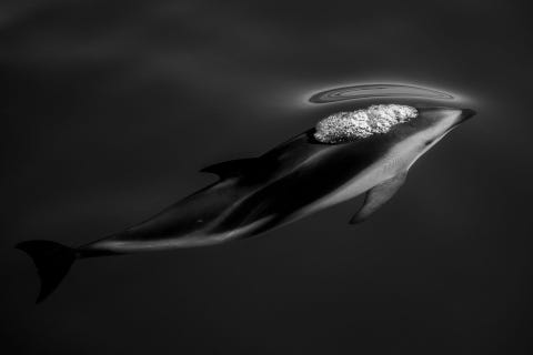 In de diepe onderwaterkloven voor de kust van Kaikoura in NieuwZeeland gaan donkergestreepte dolfijnen vaak in grote groepen op jacht Ze schieten moeiteloos door de oceaan en komen alleen boven om adem te halen Donkergestreepte dolfijnen zijn rap en kunnen een snelle speedboot vaak bijhouden Ik wachtte op de boeg van de boot terwijl de dolfijnen bijna het wateroppervlak doorbraken Hun sierlijkheid en gestroomlijnde lichamen zijn gemaakt voor snelheid en wendbaarheid  benadrukt door het gladde heldere water voor de kust van NieuwZeeland