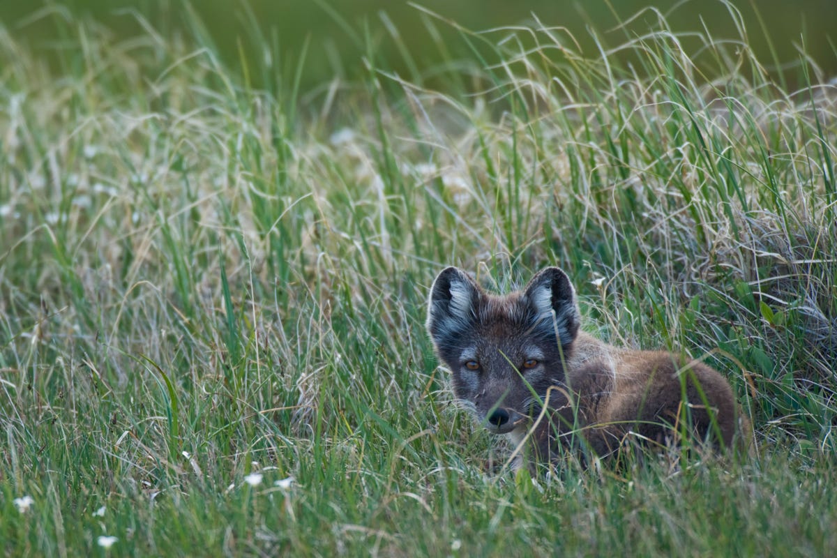 Een poolvos Alopex lagopus zit in het hoge gras In de winter verandert zijn vacht van zomers bruin in sneeuwwit