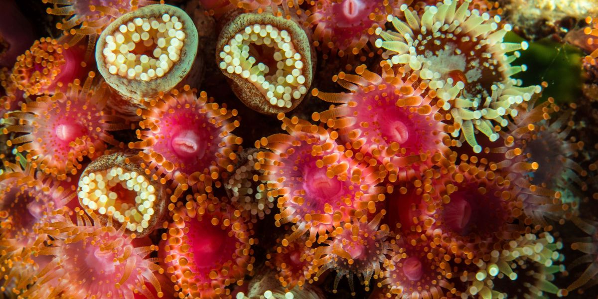 Deze kleurrijke organismen die voor de kust van Isla Rbinson Crusoe zijn gefotografeerd zijn geen koralen maar Corallimorpharia die nauw verwant zijn met anemonen