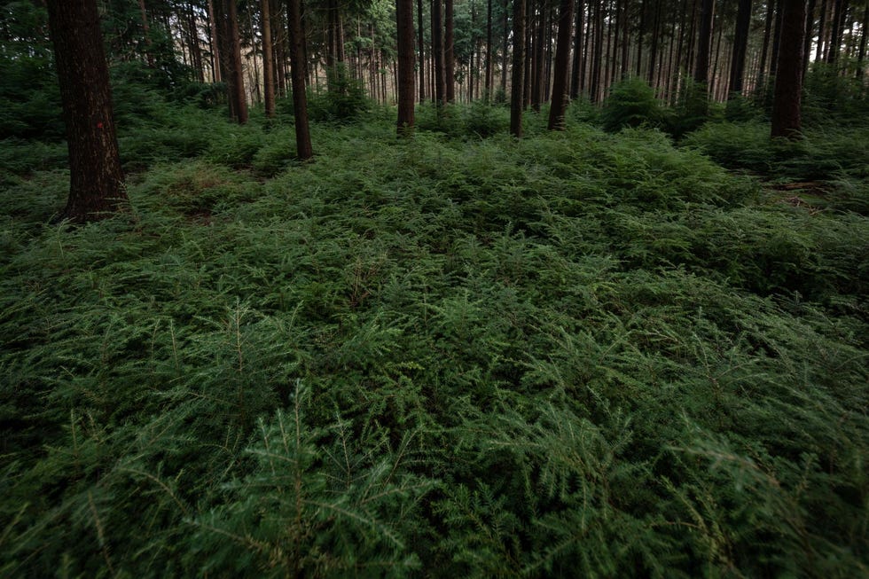 Het Speulderbos Van het ene op het andere moment sta je in een sprookjesbos met kaarsrechte naaldbomen die naar de hemel groeien