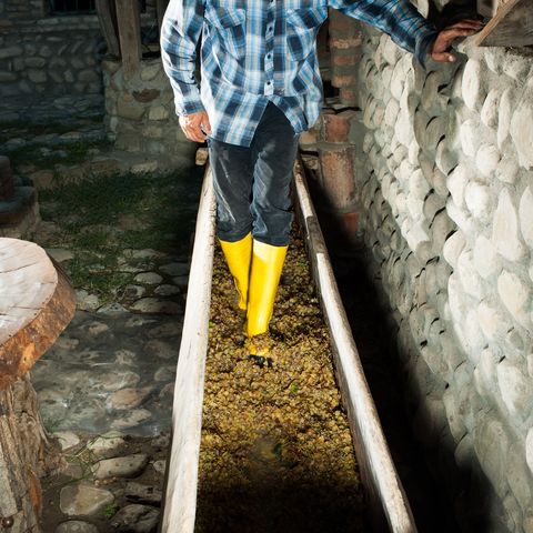 A Georgian vintner crushes grapes by foot in a traditional wine press known as a satsnakheli