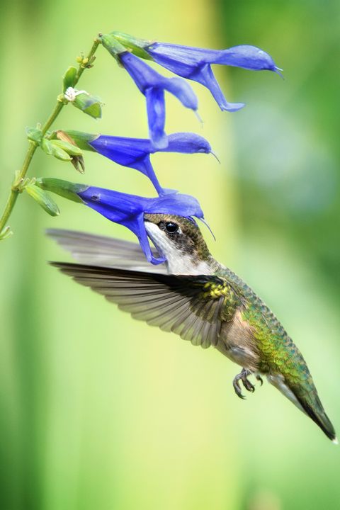 Blue, Bird, Beak, Feather, Wing, Botany, Electric blue, Majorelle blue, Wildlife, Macro photography, 