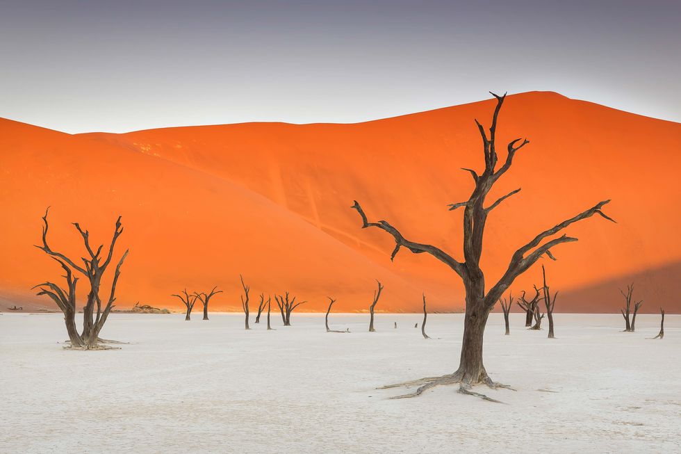 Old Trees of the Deadvlei Clay Pan, Namib-Naukluft National Park, Namibia