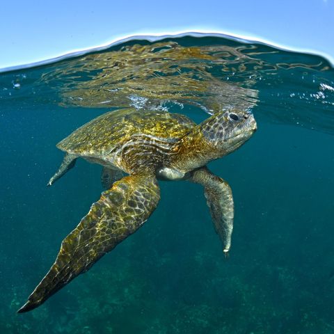 In veel regios van de Stille Oceaan is het aantal soepschildpadden sterk teruggelopen maar de populaties voor de kust van de Galpagoseilanden zijn opmerkelijk stabiel gebleven