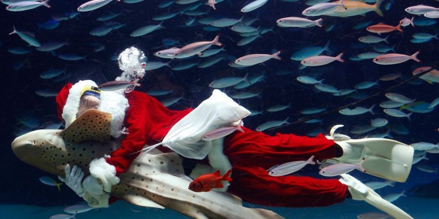 Een duiker houdt in 2013 een zebrahaai vast tijdens de jaarlijkse Kerstduikshow in het Sunshine Aquarium in Japan Hoewel minder dan een procent van de Japanse bevolking christen is is Kerstmis een populaire feestdag in het land
