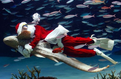 Een duiker houdt in 2013 een zebrahaai vast tijdens de jaarlijkse Kerstduikshow in het Sunshine Aquarium in Japan Hoewel minder dan een procent van de Japanse bevolking christen is is Kerstmis een populaire feestdag in het land