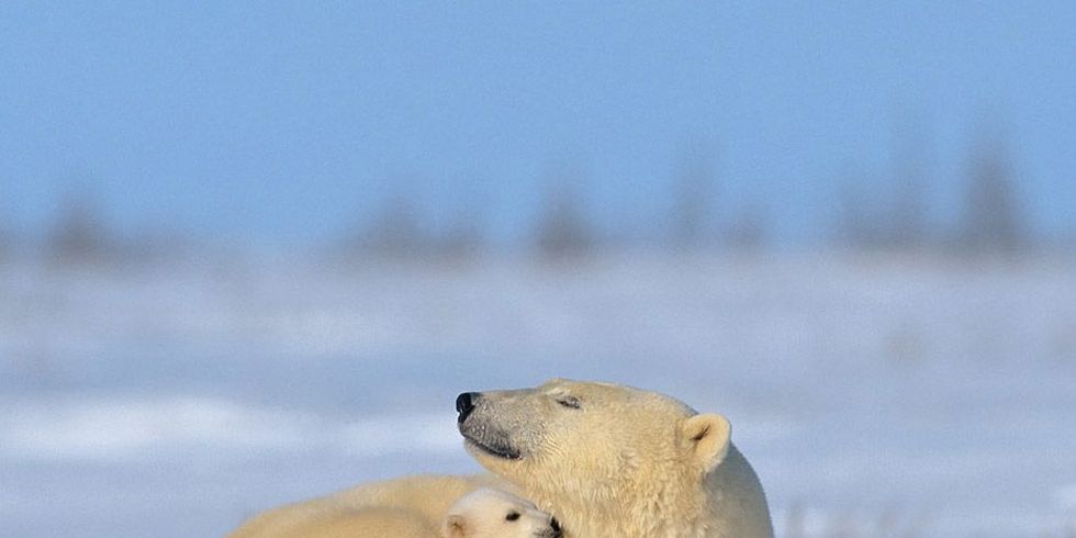Een drie maanden oud ijsbeerjong nestelt zich in de warmte van zijn moeder