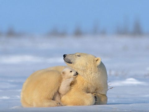 Een drie maanden oud ijsbeerjong nestelt zich in de warmte van zijn moeder