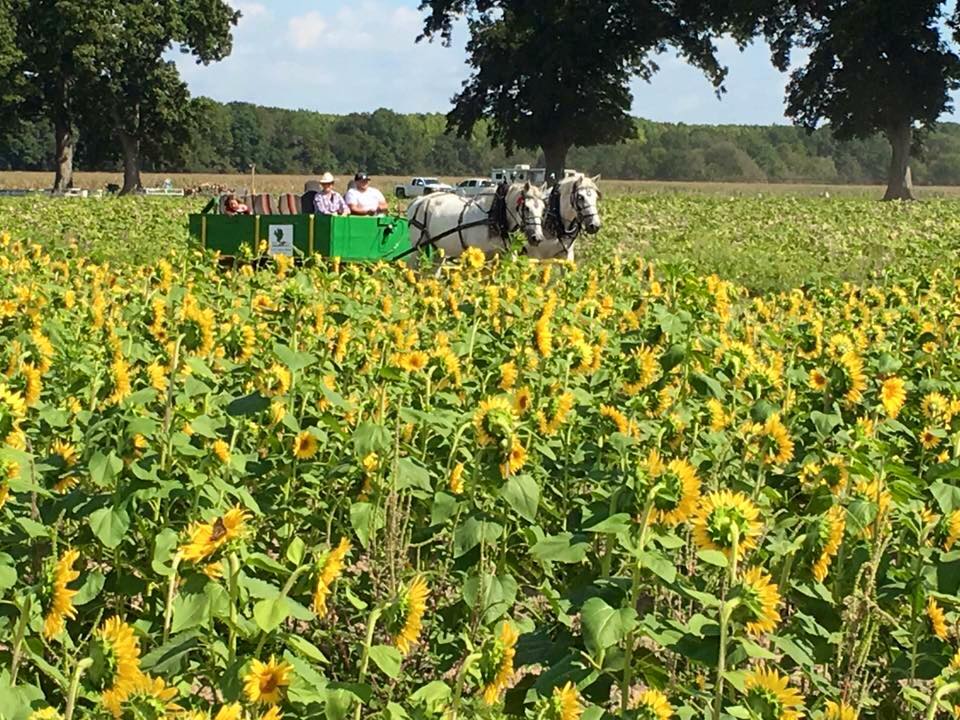 sunflower fields 