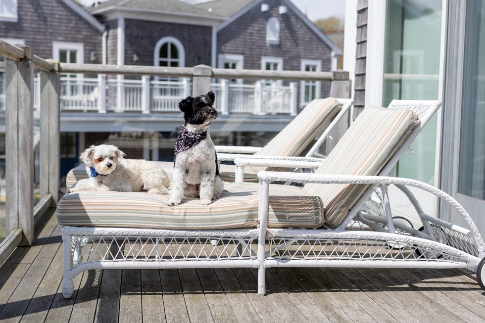 Two dogs lounging on a striped chaise lounge on a deck. Two dogs lounging on a striped chaise lounge on a deck.