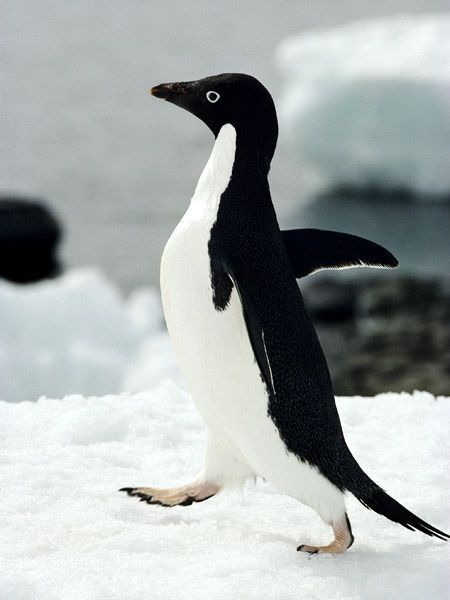 Deze Adliepingun loopt met zijn vleugels wijd door een kolonie op Antarctica Dankzij de zwarte staart lijkt het of hij een jacquet aan heeft