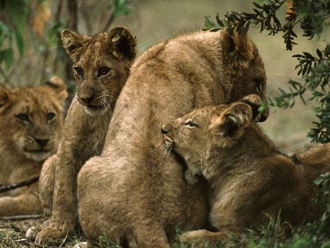 Leeuwenwelpen blijven zon drie jaar lang bij hun moeder Daarna blijven de vrouwtjeswelpen lid van de troep terwijl de mannetjes eropuit trekken om hun eigen troep te vormen