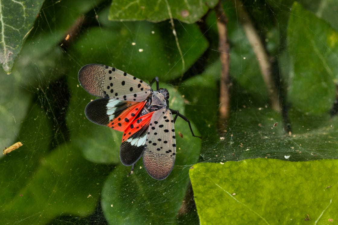 how-to-get-rid-of-spotted-lanternflies-kill-spotted-lanternfly