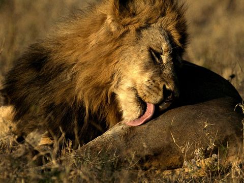 Een mannetjesleeuw houdt zijn vacht schoon door hem regelmatig schoon te maken Dankzij zijn geelbruine kleur valt de grote kat niet op in het Afrikaanse gras