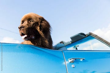 Dog, Canidae, Vehicle, Sporting Group, Carnivore, Hood, Car, Dog breed, Travel, Cocker spaniel, 