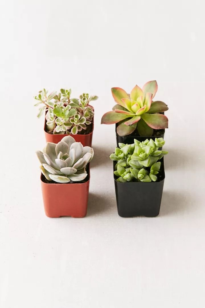 assorted succulents urban outfitters set of 4