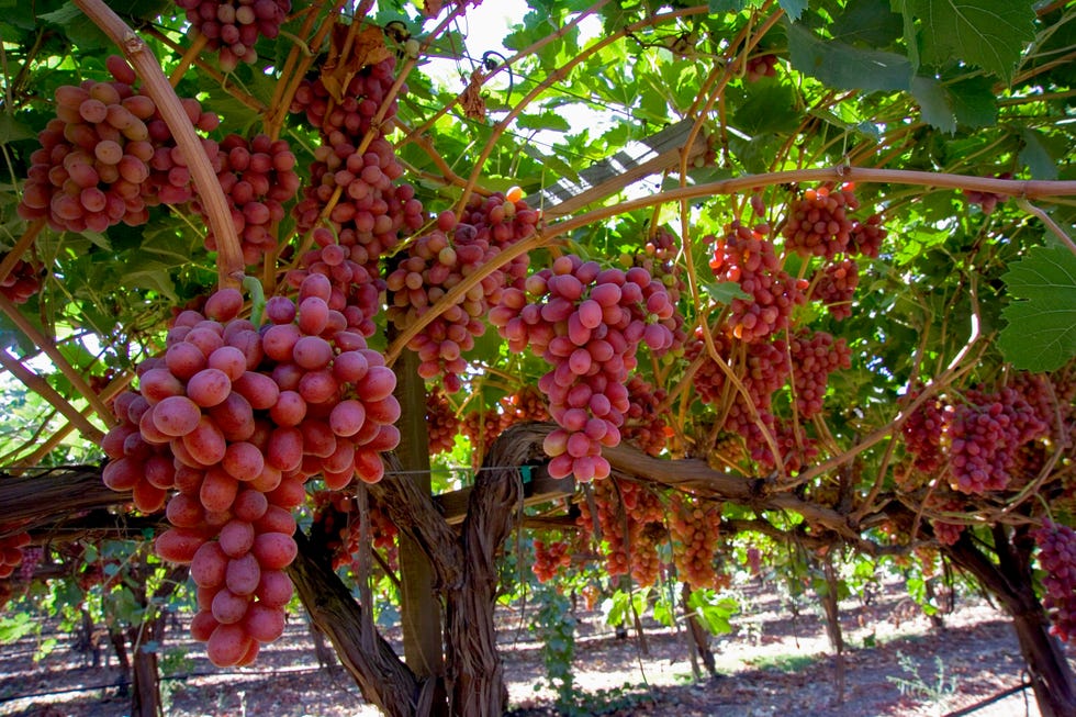 Ripe red grapes hanging in a vineyard. Ripe red grapes hanging in a vineyard.