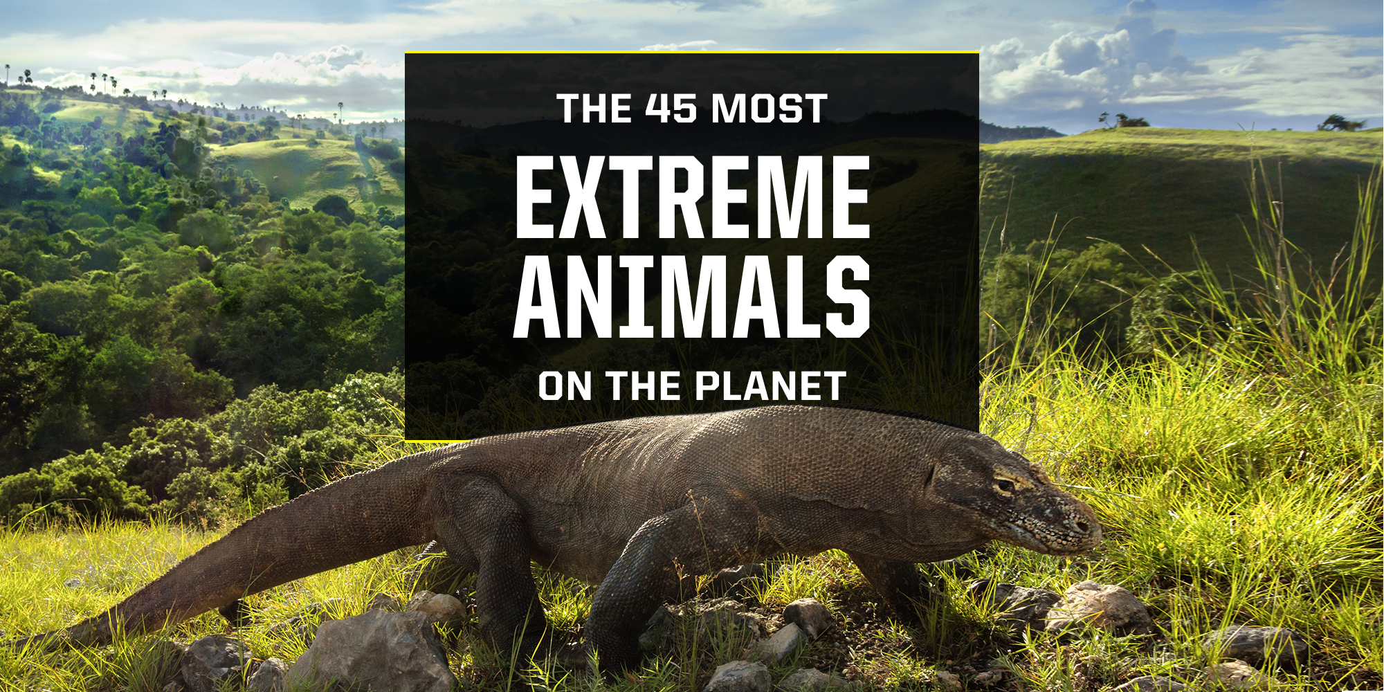 45 Coolest Animals: The Most Extreme Things Creatures Do To Survive