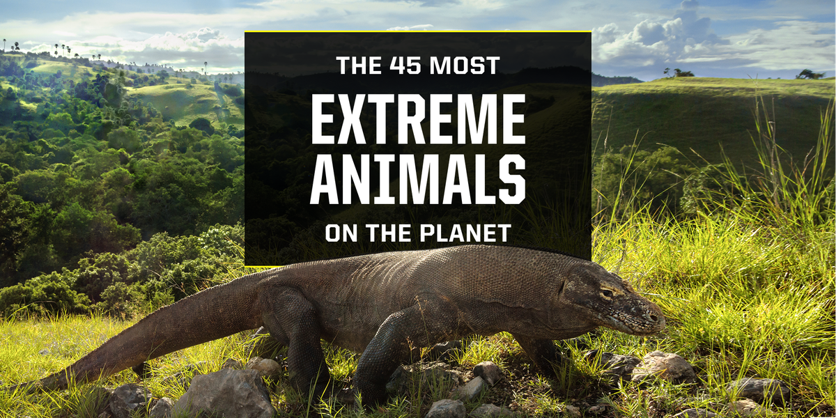 the 45 most extreme animals on the plant komodo dragon