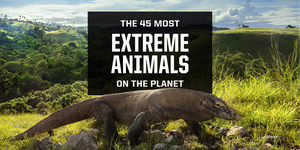 the 45 most extreme animals on the plant komodo dragon