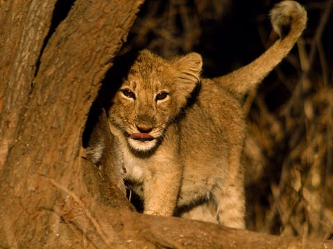 Aziatische leeuwen kwamen ooit veel voor in het zuiden van Azi en het MiddenOosten maar zijn inmiddels een ernstig bedreigde soort Net als Afrikaanse leeuwen leven ze in kleine troepen met een mannetje aan het hoofd verschillende vrouwtjes en welpen