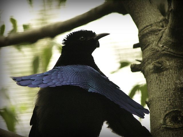 male bird of prey