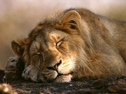 Deze volwassen Aziatische leeuw een van de circa 300 mannetjes die nog op aarde rondlopen ontsnapt aan de hitte met een middagdutje