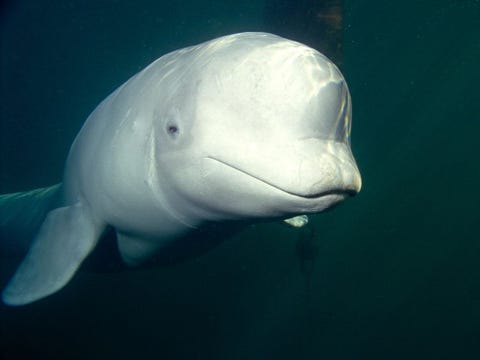 De beloega of witte dolfijn is een van de kleinste walvissoorten Deze dieren zijn gemakkelijk te herkennen aan hun opvallende kleur en bolle voorhoofd