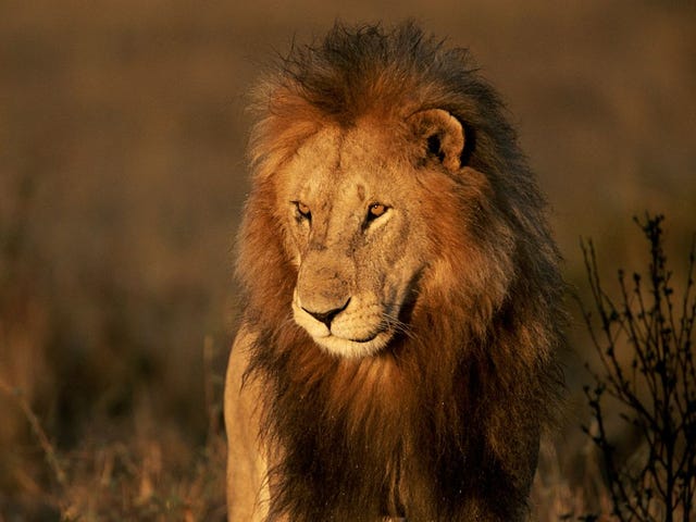 Leeuwen worden in hun hele verspreidingsgebied in Afrika met uitsterving bedreigd maar nergens is hun situatie nijpender dan in het land van de Masai in Kenia waar dit grote mannetje werd gefotografeerd In het gebied leven niet meer dan 150 exemplaren in het wild en deze dieren worden direct bedreigd door Masaiveehoeders die vermoedelijk wraakacties uitvoeren op leeuwentroepen die op hun vee jagen