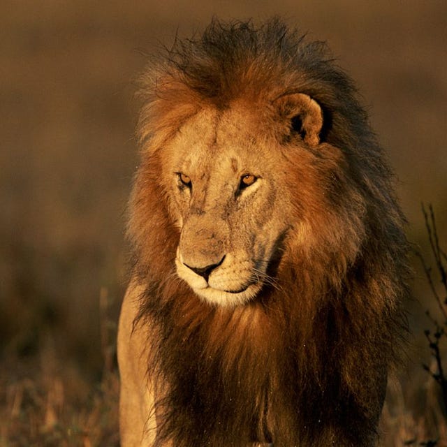 Leeuwen worden in hun hele verspreidingsgebied in Afrika met uitsterving bedreigd maar nergens is hun situatie nijpender dan in het land van de Masai in Kenia waar dit grote mannetje werd gefotografeerd In het gebied leven niet meer dan 150 exemplaren in het wild en deze dieren worden direct bedreigd door Masaiveehoeders die vermoedelijk wraakacties uitvoeren op leeuwentroepen die op hun vee jagen