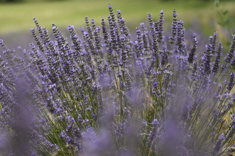 FRANCE-AGRICULTURE-LAVANDER