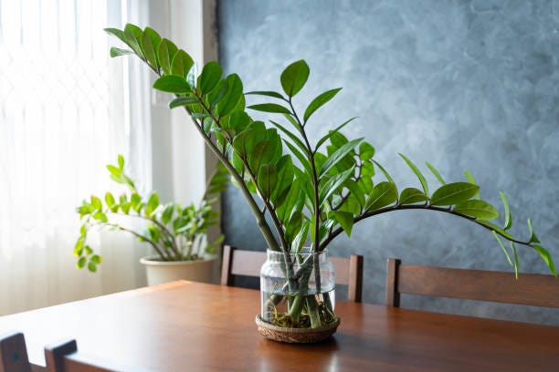 zamioculcas, zanzibar gem, zz plant, zuzu plant grown in the clay pot inside living room home plants care concept zz plant in white flower pot stands on a wooden stand