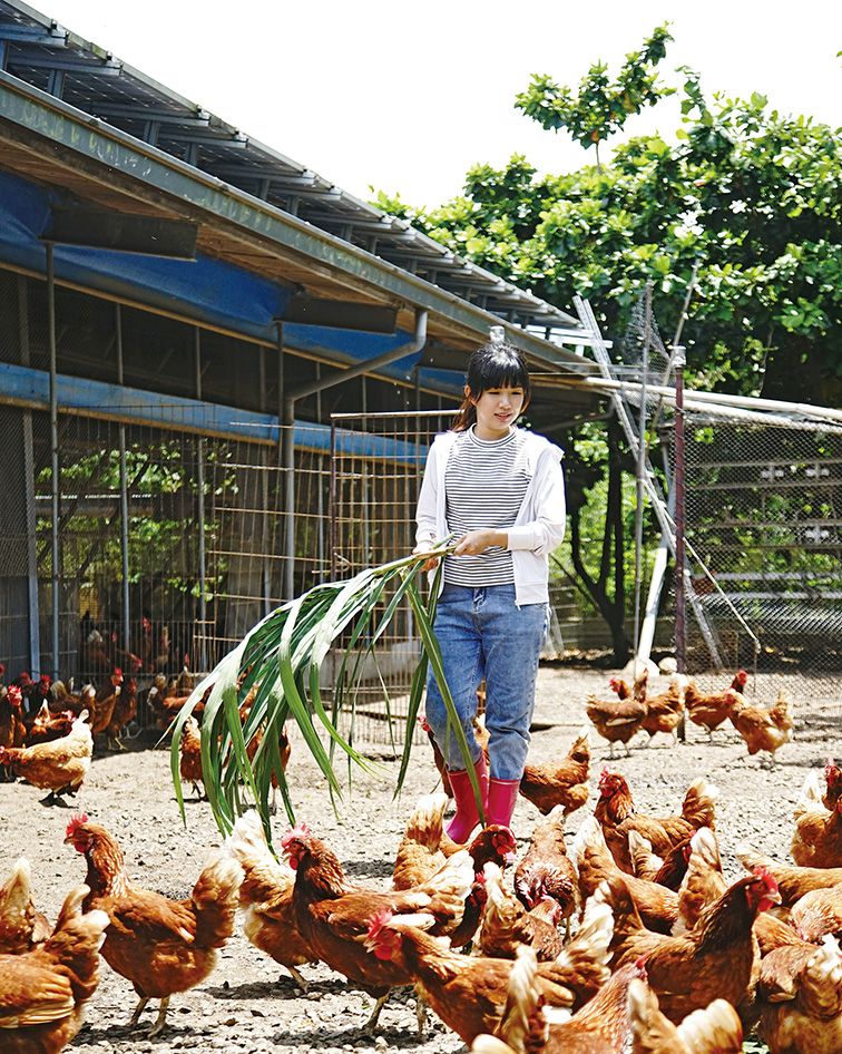 蕭莉臻以放牧方式飼養雞隻