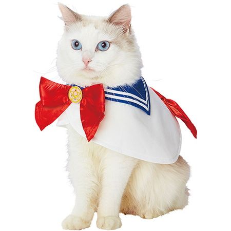 Cat, White, Felidae, Small to medium-sized cats, Ragdoll, Whiskers, Carnivore, Tie, Bow tie, Turkish angora, 