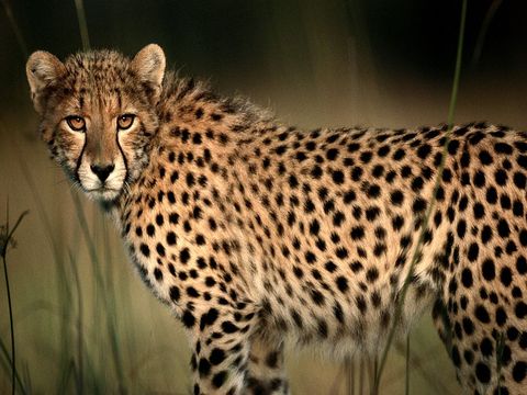 Een scherp gezichtsvermogen en pure snelheid maken de cheeta tot een formidabele jager