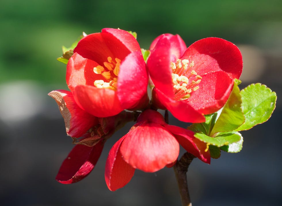 Japanese ornamental quince