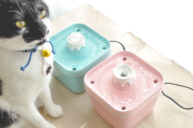 一隻貓跟一座藍色富士山飲水機以及粉色富士山飲水機