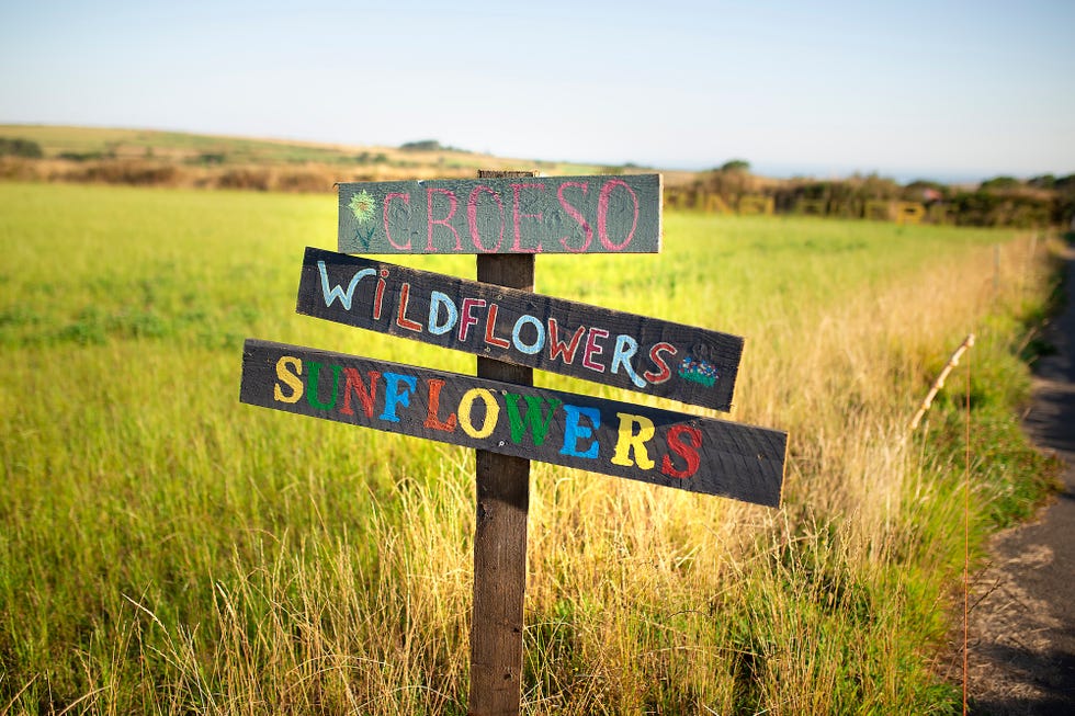 Signpost indicating directions to wildflowers and sunflowers