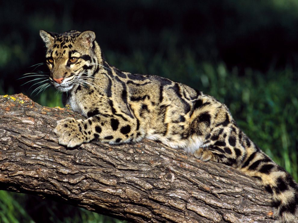 De nevelpanter zit ergens tussen de kleinere katten die kunnen spinnen en de grote katachtigen die kunnen brullen in Deze zeldzame dieren leven in de tropische wouden van ZuidoostAzi