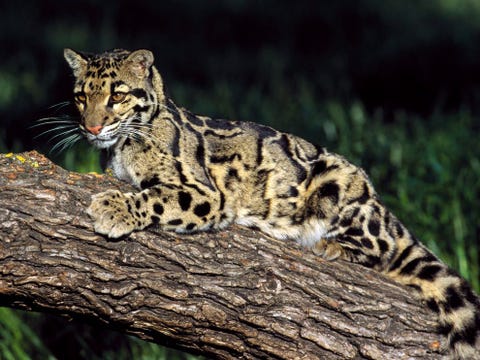 De nevelpanter zit ergens tussen de kleinere katten die kunnen spinnen en de grote katachtigen die kunnen brullen in Deze zeldzame dieren leven in de tropische wouden van ZuidoostAzi