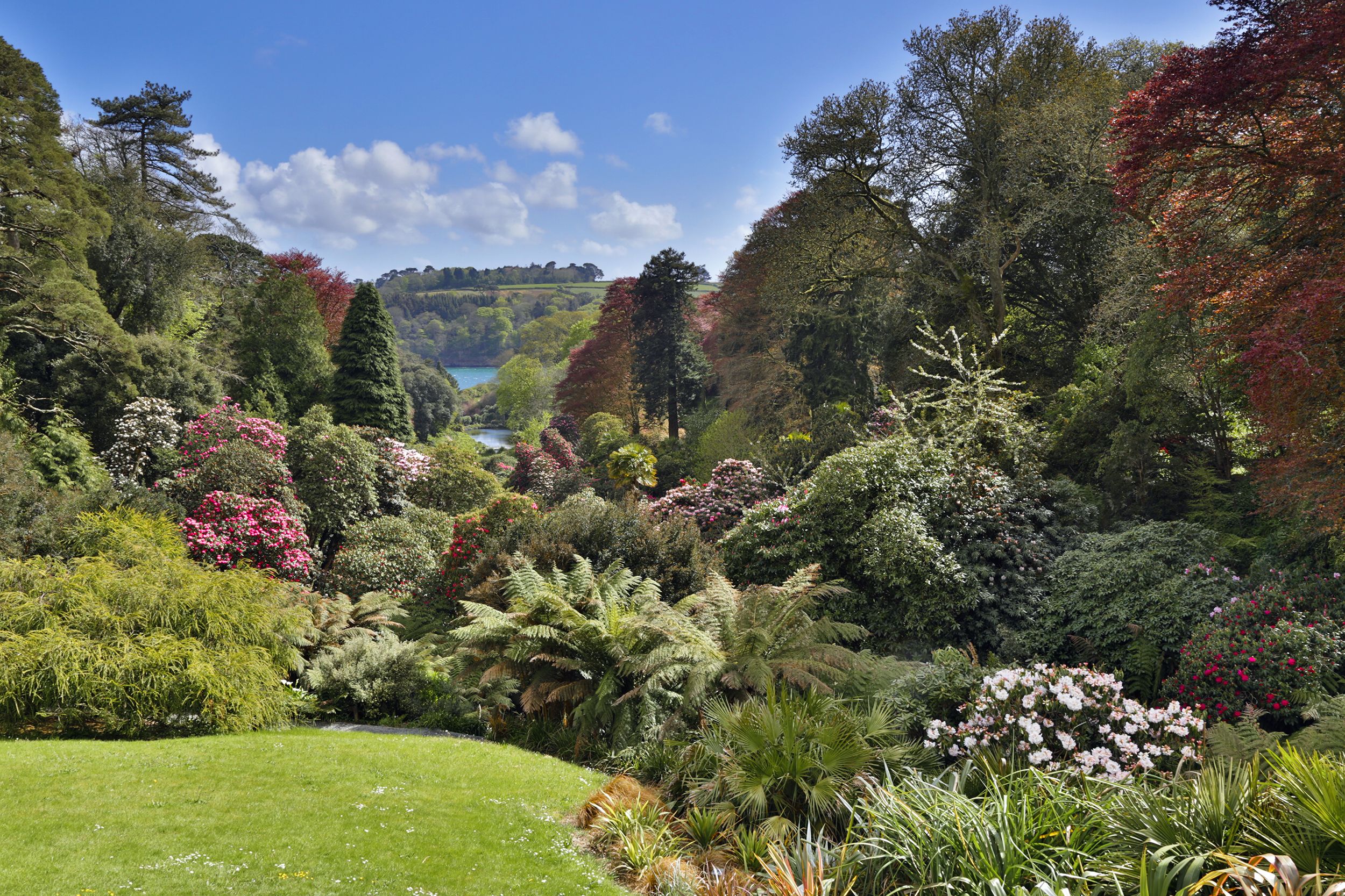 New Bamboo  Trebah Garden Cornwall