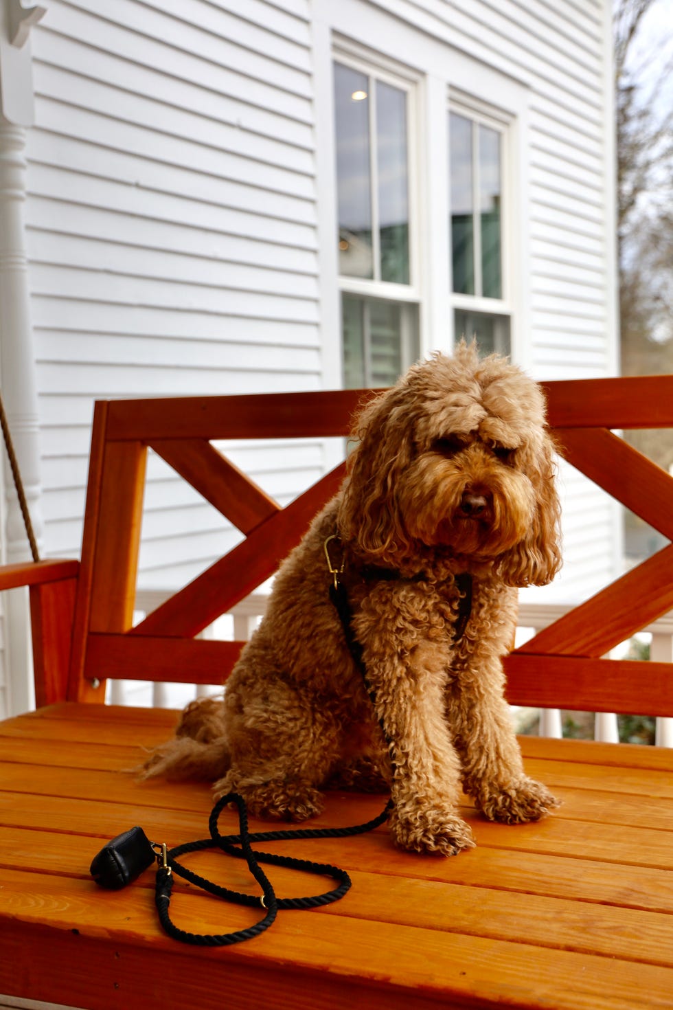 A dog sitting on a wooden bench with a leash nearby. A dog sitting on a wooden bench with a leash nearby.