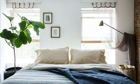 blue bedroom with plant