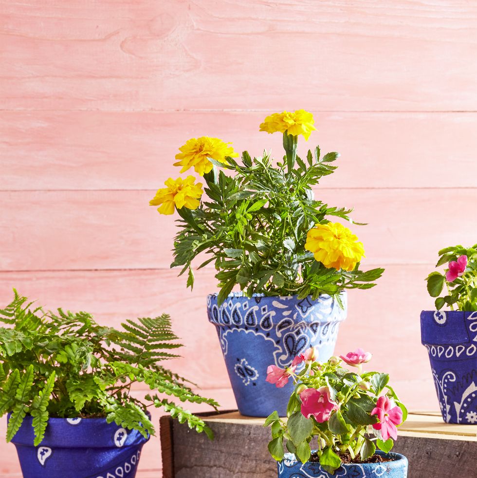 flower pots covered in blue bandanas